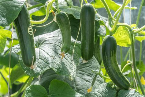 Cucumber Plant Stages: What to Know