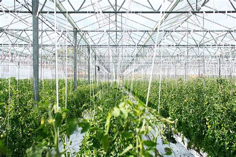 What Is the Best Watering System for a Greenhouse? | LESSO Blog