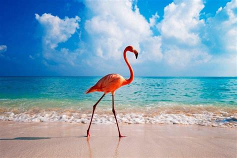 Flamant rose | Flamant rose, Photographie magnifique, Beaux oiseaux