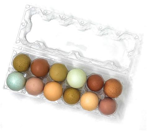 Amazon.com: 24 Pack Premium Clear Plastic Reusable Dozen Egg Container Carton with Labels holds ...