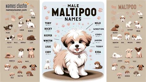 Adorable Maltipoo Names: Perfect Picks for Your Puppy