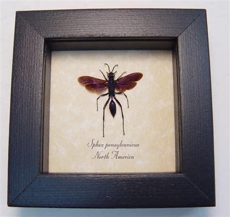 Sphex pensylvanicus Great Black Digger Wasp - Framed Taxidermy