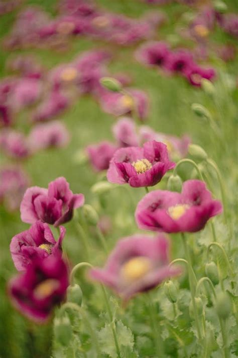 Flowers on Meadow · Free Stock Photo