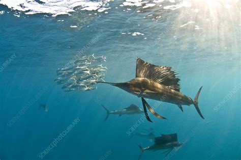 Atlantic sailfish - Stock Image - F011/9991 - Science Photo Library