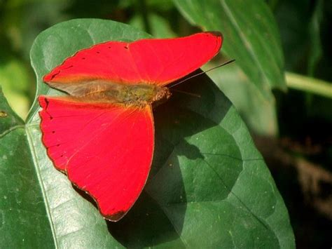 Amazon Rainforest Butterfly Facts