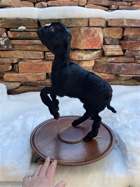 Standing Black Goat Kid Taxidermy Black Phillip - Etsy