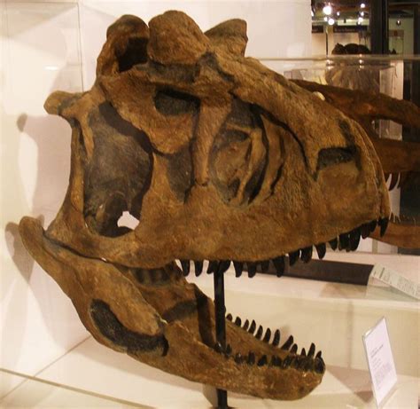 20 best images about CARNOTAURUS on Pinterest | More Horns, Dinosaurs ...