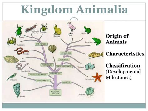 PPT - Kingdom Animalia PowerPoint Presentation, free download - ID:2046858