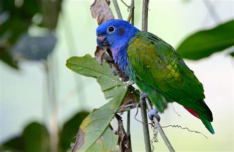 Blue-headed Pionus - Aviculture Hub