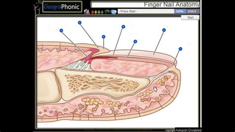 What Is A Nail Bed Anatomy - Design Talk