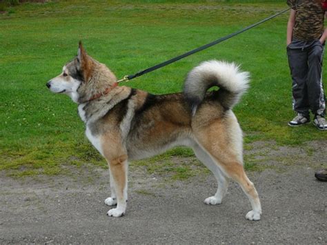 East Siberian Laika Dog Info, History, Temperament, Training, Puppy, Pictures