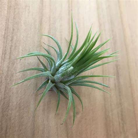 Air Plant - Tillandsia ionantha 'Fuego' (One Plant) | Little Prince To Go