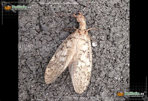 Dobsonfly