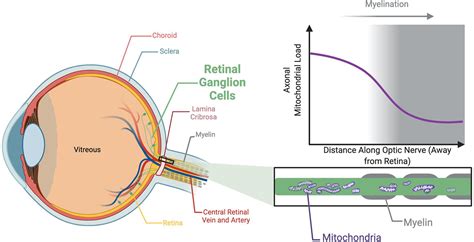 Frontiers | The Role of Mitochondria in Optic Atrophy With Autosomal ...