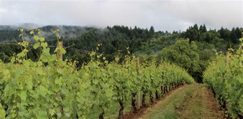 10 Best Southern Oregon Wineries to Visit - Choice Wineries