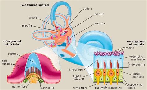 Difference Between Utricle And Saccule - Relationship Between