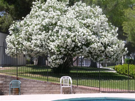 Pruning oleander tree is only temporary fix | Home and Garden | Life