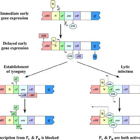 Lytic cycle and lysogeny of phage lambda. N protein (antiterminator)... | Download Scientific ...