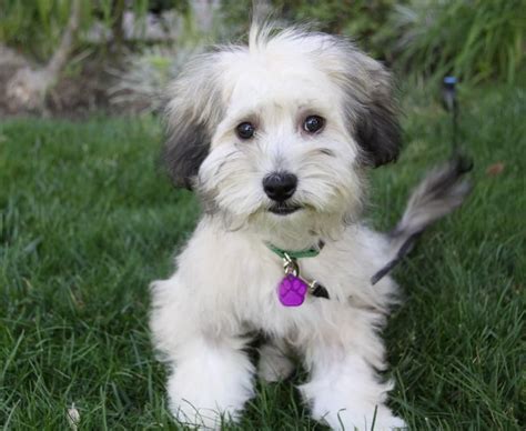 Adopt CHASE on Petfinder | Havanese dog, Havanese dogs, Dogs