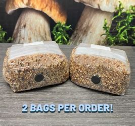 Grain Mushroom Spawn Bags | Midwest Grow Kits