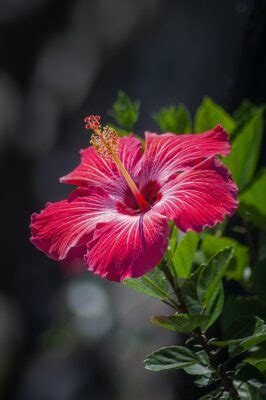 National flower of Ghana - Rose-Mallow | Symbol Hunt