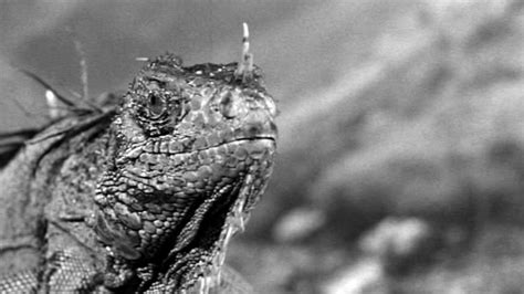 King Dinosaur (1955) — The Movie Database (TMDb)