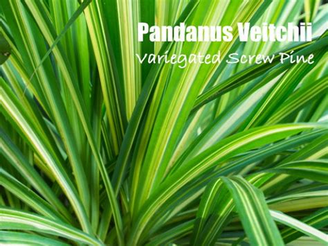 Variegated Screw Pine as a Houseplant - Grow Pandanus Veitchii Indoors