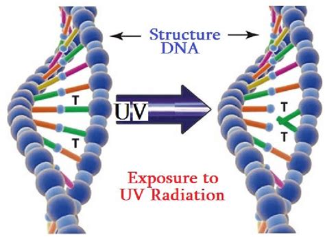Structure of DNA before UV irradiation and after UV irradiation. | Download Scientific Diagram