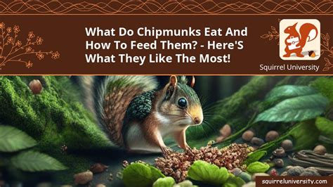 What Do Chipmunks Eat and How to Feed Them? - Here's What They Like The ...