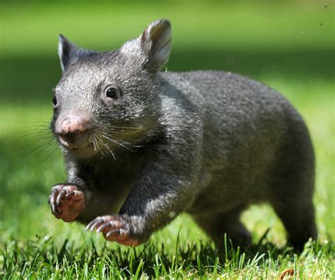 wombat-baby-cute | Baby Animal Zoo