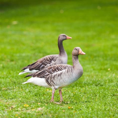 Premium Photo | Goose wild goose