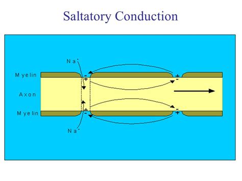 Top 133+ Saltatory conduction animation - Merkantilaklubben.org