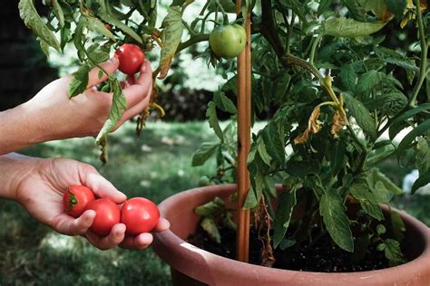 5 Tips for Growing Tomatoes in Containers