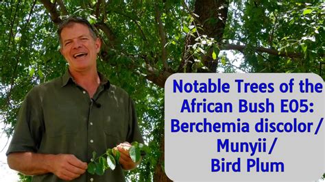 Notable Trees of the African Bush E05: Berchemia discolor/Munyii/Bird ...