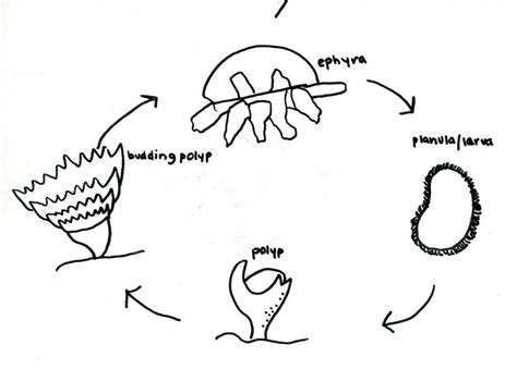 Caterpillar Life Cycle Coloring Page Coloring Pages