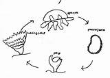 Plant Life Cycle Coloring Page  Home sketch template