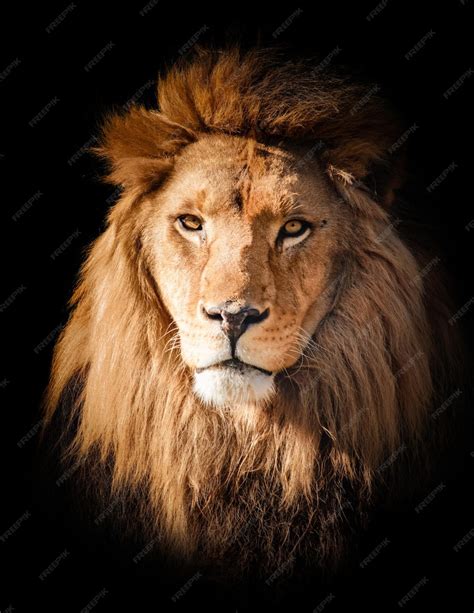 Premium Photo | Lion face portrait on black background