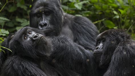 A new study finds that chimpanzees and gorillas can form lasting ...