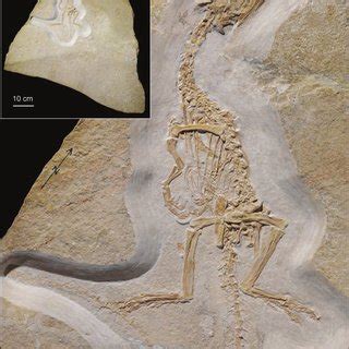 (PDF) Anatomy of Juravenator starki (Theropoda: Coelurosauria) from the Late Jurassic of Germany