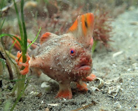 The plight of Tasmania’s handfish | Critter Research