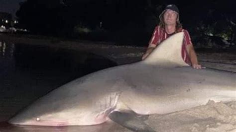 Swan River shark, Stella Barry: Fisherman catches massive bull shark | news.com.au — Australia’s ...