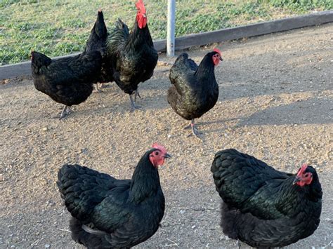 Fertile Australorp Eggs | EggSellent.com.au