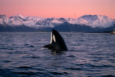 Killer Whales Swimming