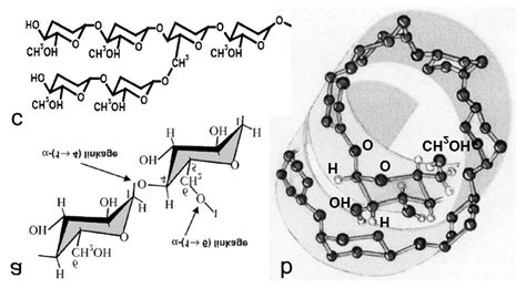 Starch molecular structure: (a) amylose chain formed from 1-4 linked... | Download Scientific ...