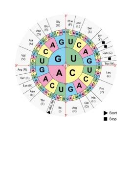 Trna Amino Acid Chart