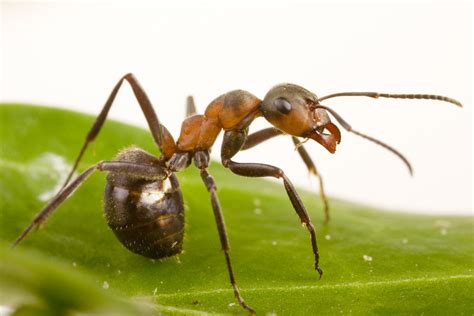 Waldameise (Formica rufa) - wood ant (Formica rufa) Foto & Bild | tiere ...