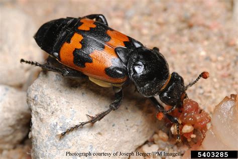 Native Insects, Coleoptera-Beetles – Western Colorado Insects