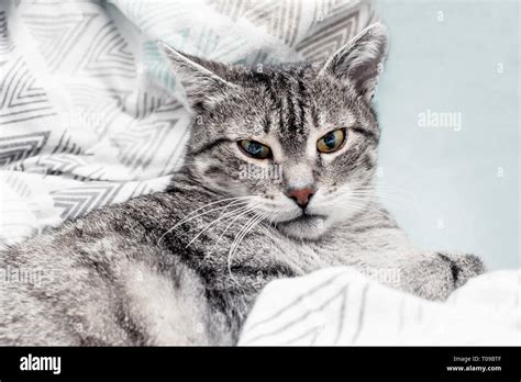 funny cat is sleeping in bed Stock Photo - Alamy