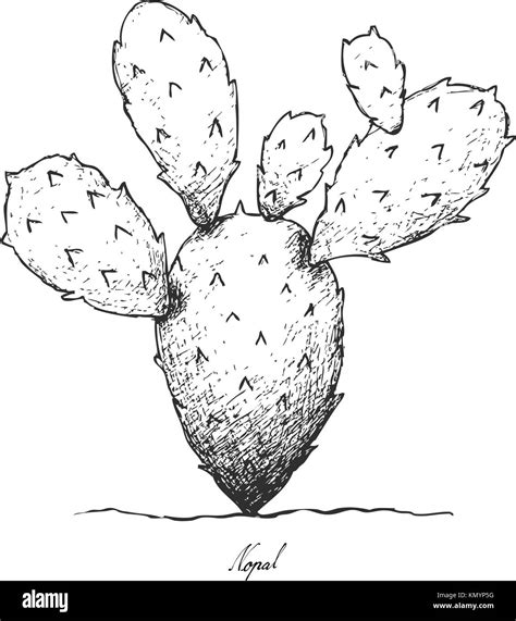 Prickly pear nopal cactus Black and White Stock Photos & Images - Alamy