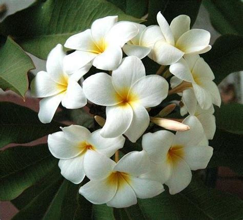 PlantFiles Pictures: Plumeria 'White 93' (Plumeria rubra), 1 by Clare_CA